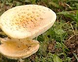 Mushroom Vermont 2016